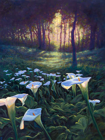 Calla lilies 5