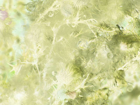 Summer debris 10