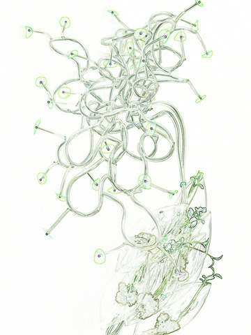 Dreaming plant 17