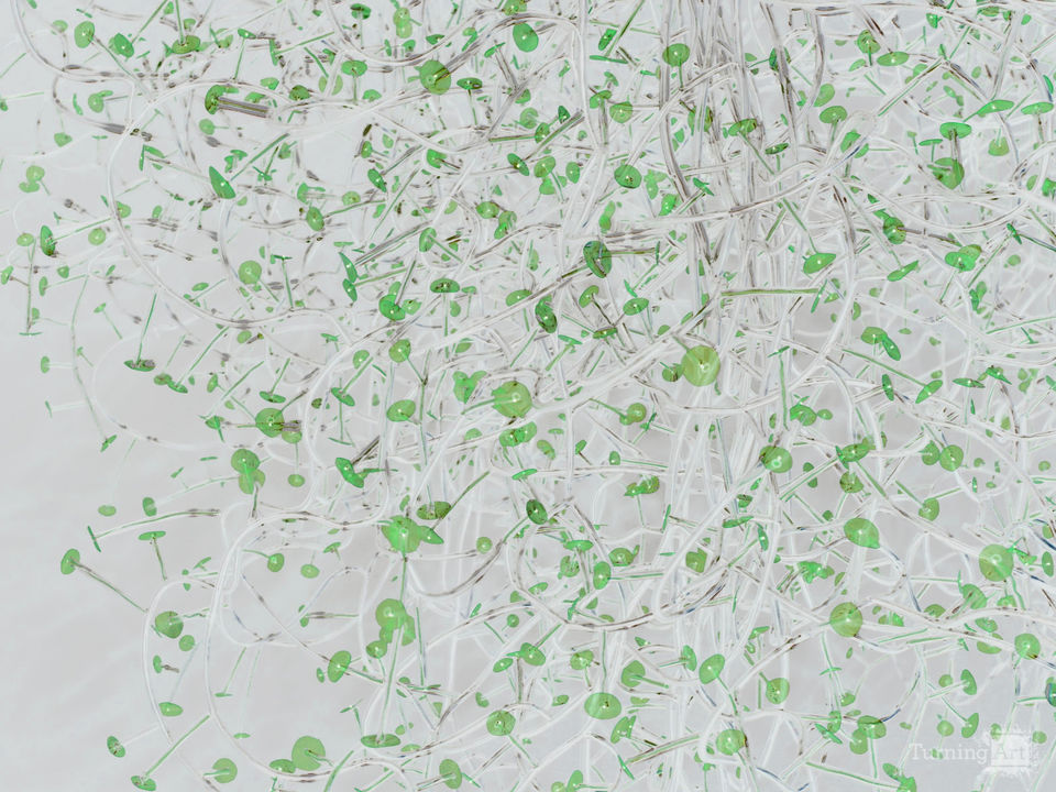 Dreaming plant 6