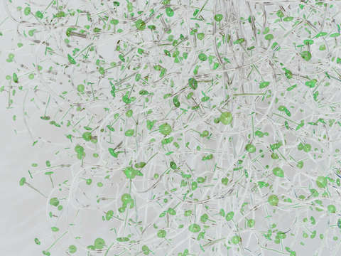 Dreaming plant 6