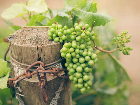 Green grapevine