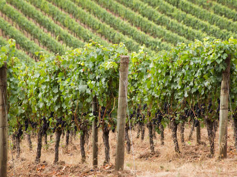 Vineyard 2