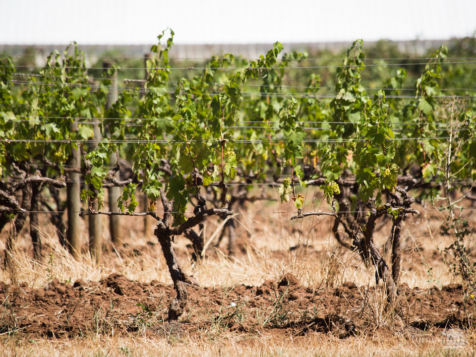 Grapevines