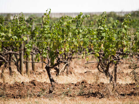 Grapevines