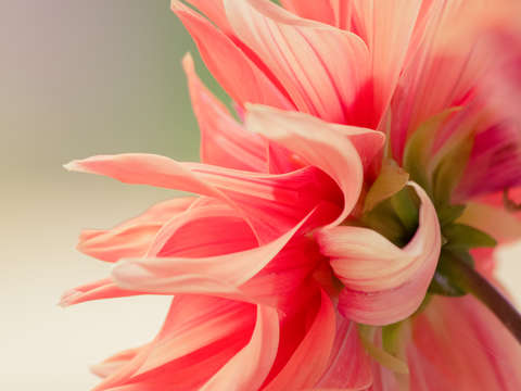 Flower petals