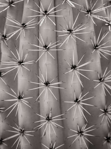 Cactus 7