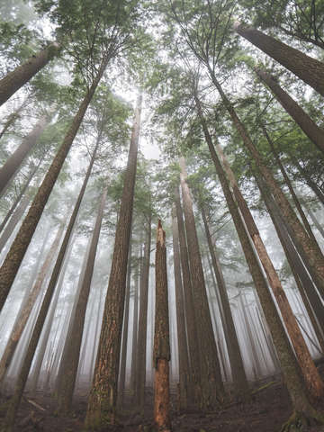 Mt hood forest in fog