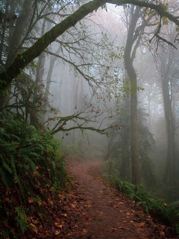 Foggy forest park