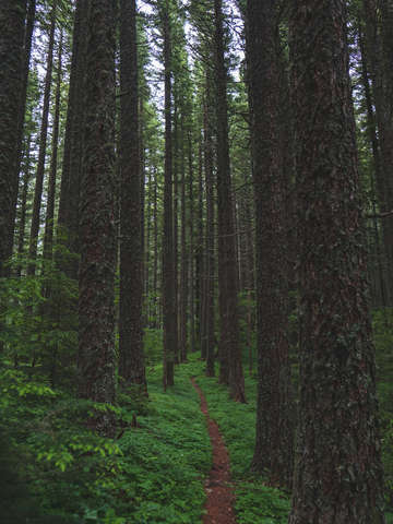 Green path