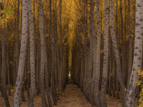 Boardman tree farm 2