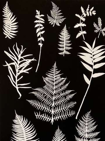 West coast ferns