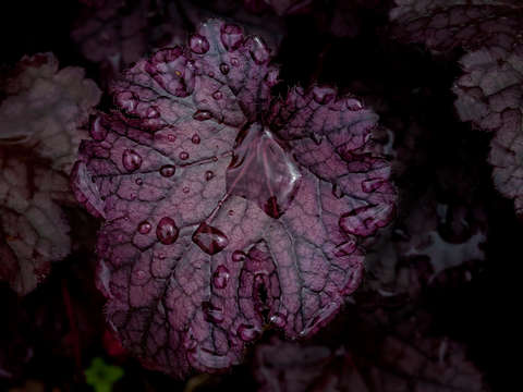 Dark Purple Leaves and Raindrops