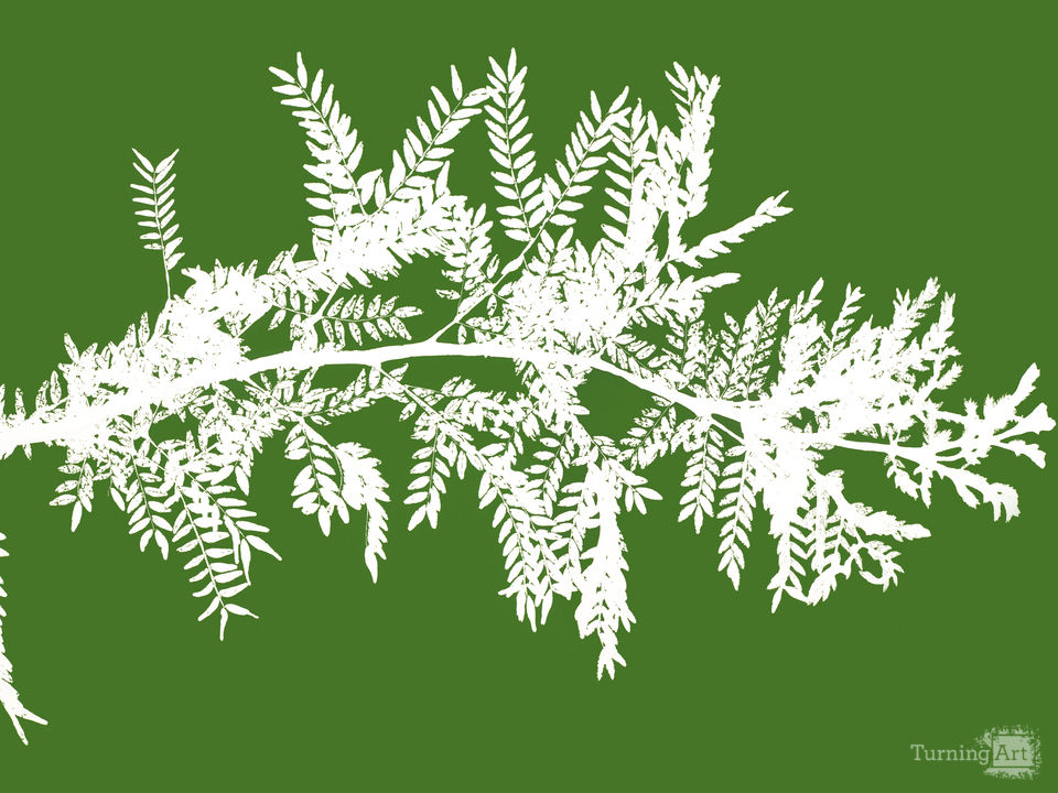 Locust branch