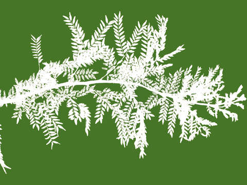 Locust branch