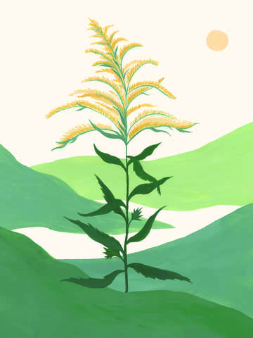 Goldenrod 2