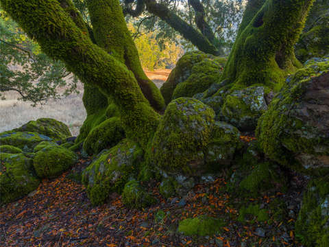 Mt tam sunrise 2