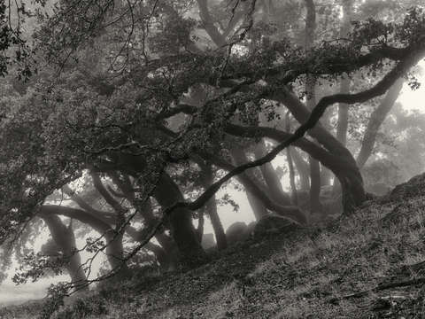 Dreamed grove 1