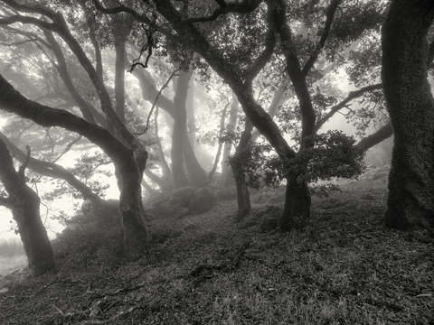 Dreamed grove 2