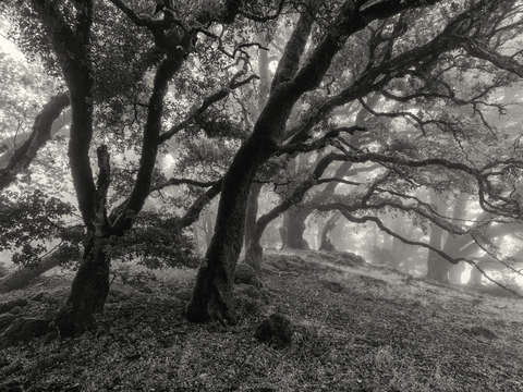 Dreamed grove 3