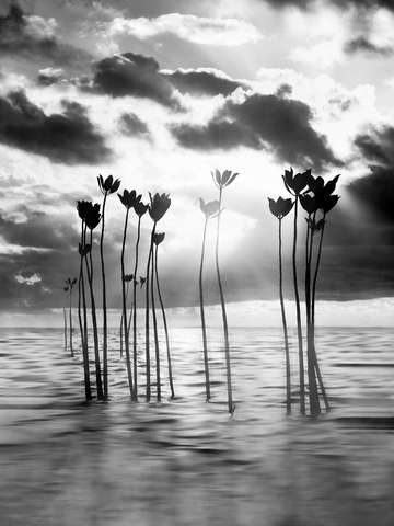 Silent dream