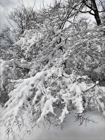 Branches and snow