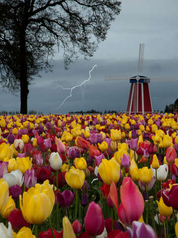 Tulips and lighting