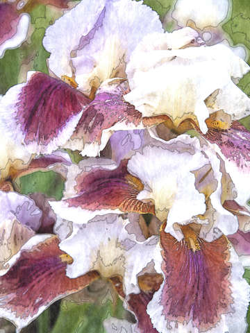 Painted iris