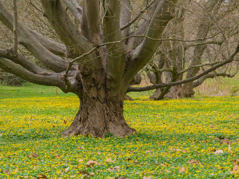 Arboretum spring 3