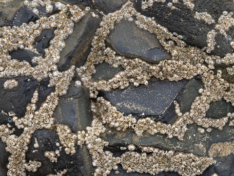 Barnacle filigree