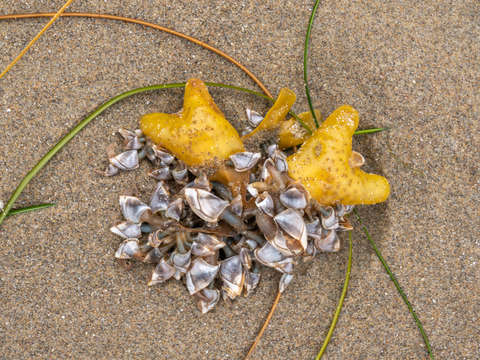 Beach collage