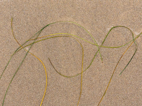 Seaweed study 1
