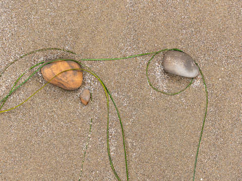 Seaweed study 2