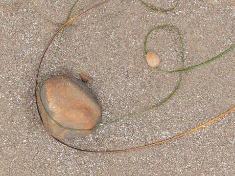 Seaweed study 3