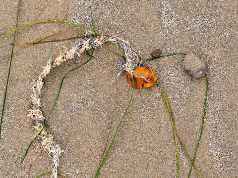Seaweed study 4