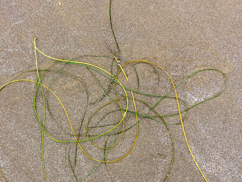 Seaweed study 5