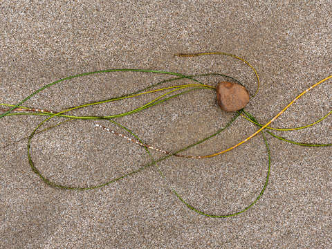 Seaweed study 6