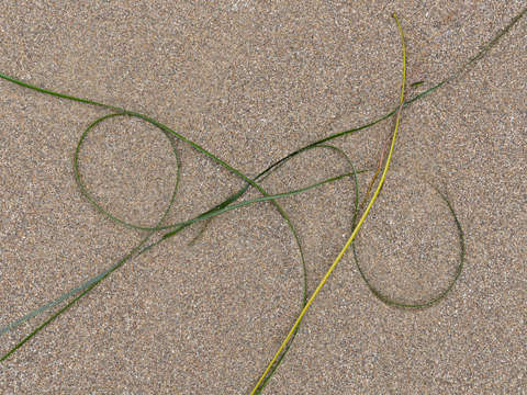 Seaweed study 7