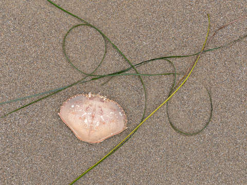 Seaweed study 8