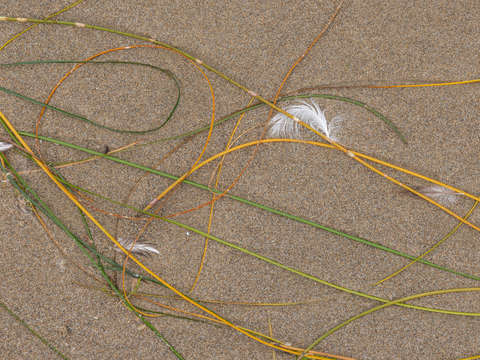 Seaweed study 9