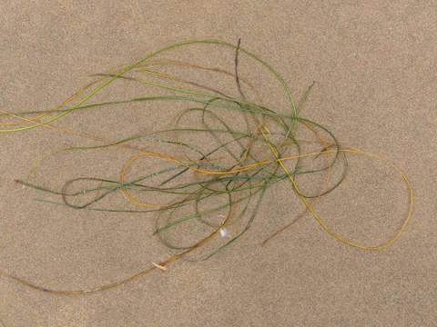 Seaweed study 10