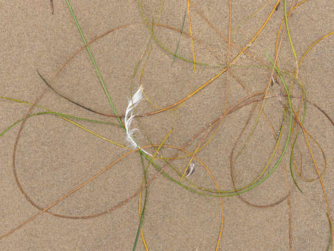 Seaweed study 11