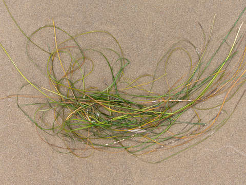 Seaweed study 12