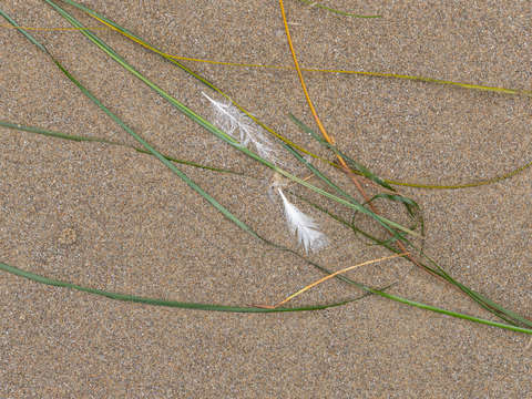 Seaweed study 13