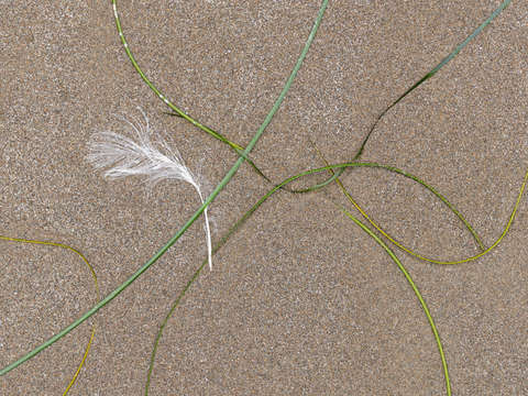Seaweed study 14