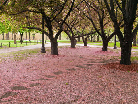 Boston common cherry blossoms