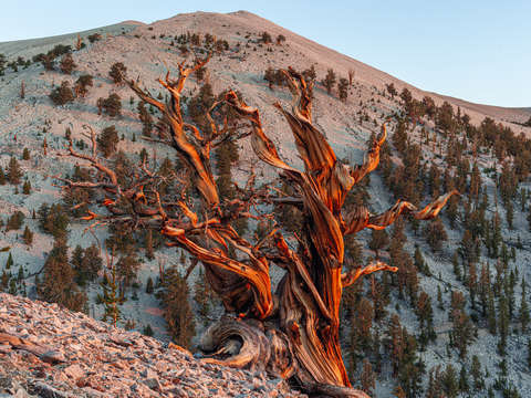 Ancient bristlecone pine study 1
