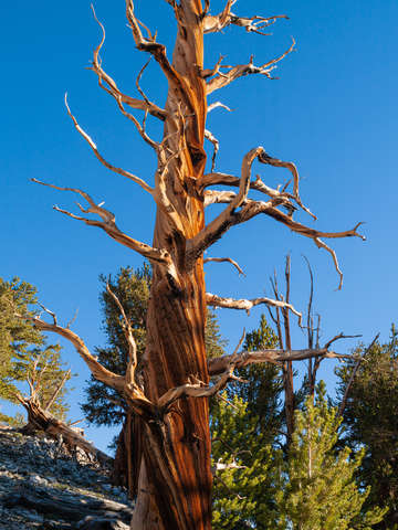 Ancient bristlecone pine study 2