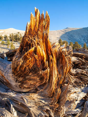 Ancient bristlecone pine study 3