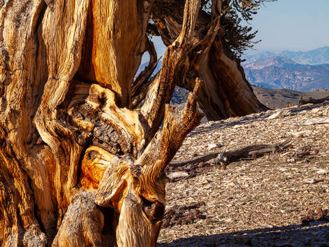 Ancient bristlecone pine study 4